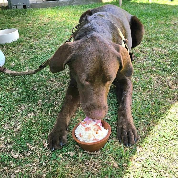 A dog on the grass at Bodega Eatery licking a puppuccino served in a small terracotta bowl